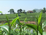 Vùng chè đặc sản Tân Cương Thái Nguyên